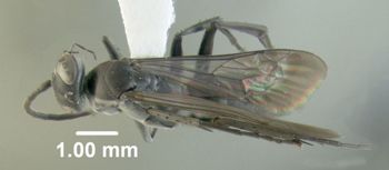 Media type: image;   Entomology 600328 Aspect: habitus dorsal view